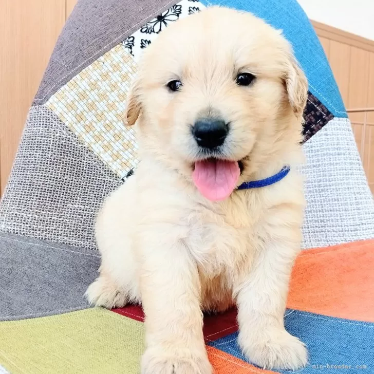ID:2507-08673の子犬