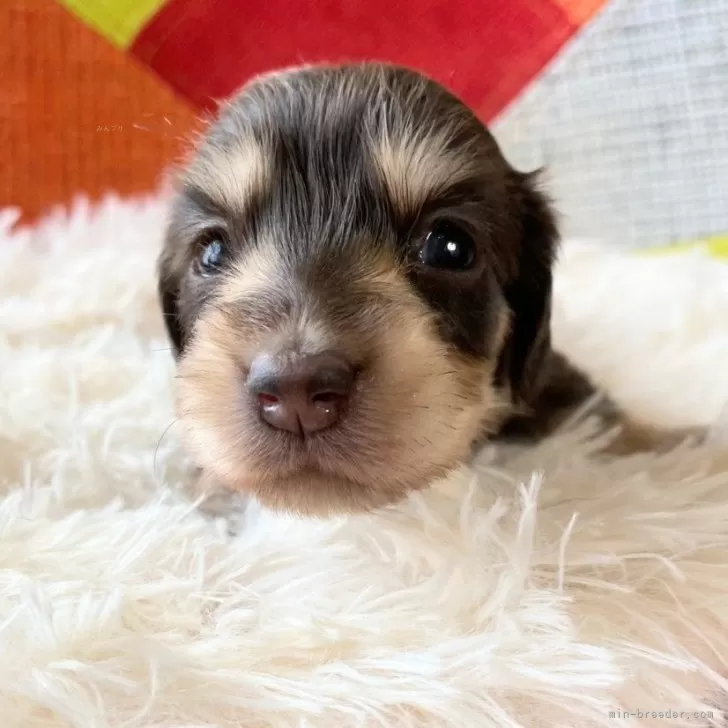 ミニチュアダックスフンド(ロング)【和歌山県・女の子・2025年10月25日・ブラウン&amp;タン】の写真1「綺麗なカラーの別嬪さん✨ピンクリボンちゃん✨」