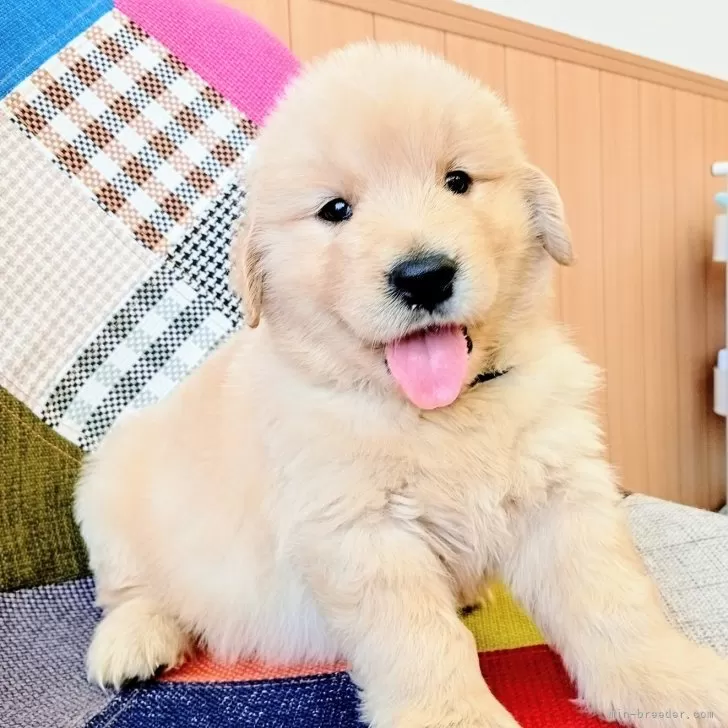 ID:2504-05335の子犬
