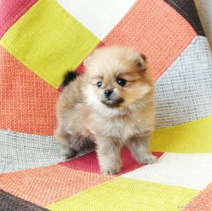 ID:2412-00639の子犬