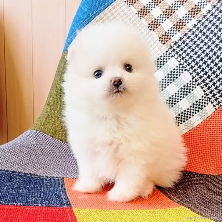 ID:2505-01451の子犬