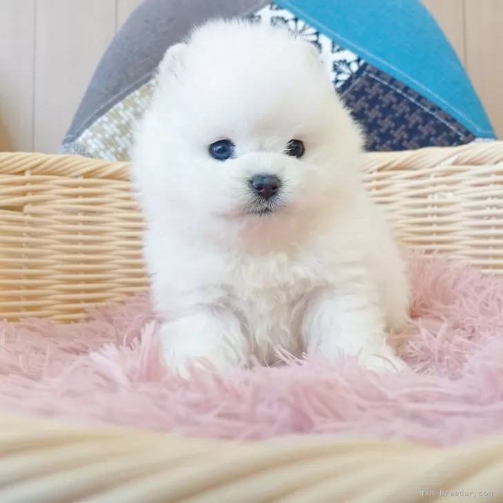 Y 様のお迎えした子犬