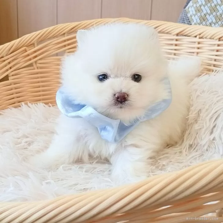 ポメラニアン【和歌山県・男の子・2025年11月8日・ホワイト】の写真1「ゴージャスな毛量✨青リボン君」