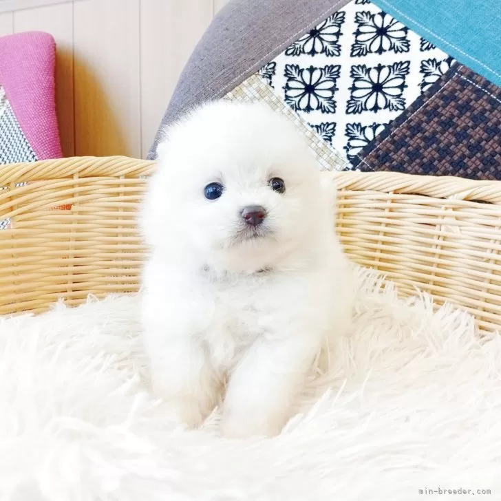 ゆみっしー 様のお迎えした子犬