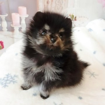 ポメラニアン【和歌山県・男の子・2025年11月1日・ブラック&タン】の写真「両親共に遺伝子検査高尿酸血症クリア発症しません✨」