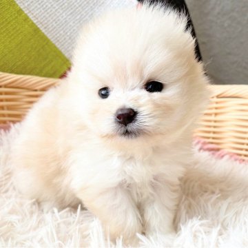 ポメラニアン【和歌山県・女の子・2025年11月8日・クリーム】の写真「遺伝子検査HUUクリア✨チャオリア系の白ポメです」