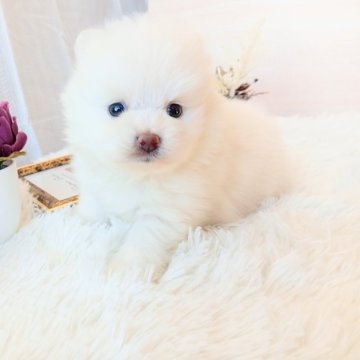ポメラニアン【和歌山県・男の子・2025年11月8日・ホワイト】の写真「遺伝子検査HUUクリア✨チャオリア系の白ポメです」