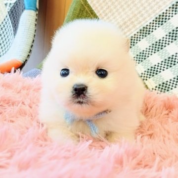 ポメラニアン【和歌山県・男の子・2025年6月19日・クリーム】の写真「遺伝子検査HUUクリア✨チャオリア系の白ポメです✨」