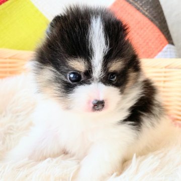 ポメラニアン【和歌山県・男の子・2025年11月1日・パーティー(ホワイト&ブラックタン)】の写真「両親共に遺伝子検査高尿酸血症クリア発症しません」