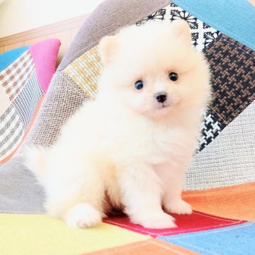 ポメラニアン【和歌山県・男の子・2025年8月21日・クリーム】の写真「両親共に遺伝子検査✨高尿酸血症クリア発症しません✨」