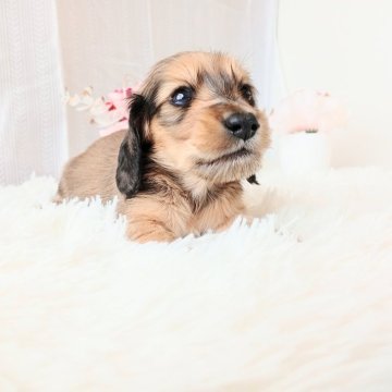 ミニチュアダックスフンド(ロング)【和歌山県・男の子・2025年11月14日・レッド】の写真「両親遺伝子検査済み✨✨PRA及びCL発症致しません」