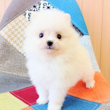 ポメラニアン【和歌山県・男の子・2025年8月21日・クリーム】の写真「両親共に遺伝子検査✨高尿酸血症クリア発症しません✨」