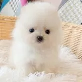 ポメラニアン
