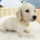 ミニチュアダックスフンド(ロング)【和歌山県・女の子・2025年1月30日・イエロー】の写真1「おっとり系の別嬪さん✨黄色リボンちゃん🎀」