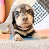 ミニチュアダックスフンド(ロング)