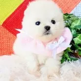 ポメラニアン