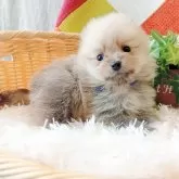 ポメラニアン