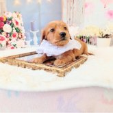 ミニチュアダックスフンド(ロング)