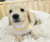 ミニチュアダックスフンド(ロング)【和歌山県・女の子・2025年1月30日・イエロー】の写真2