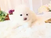 ポメラニアン【和歌山県・男の子・2025年11月8日・ホワイト】の写真7