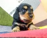 ミニチュアダックスフンド(ロング)【和歌山県・女の子・2025年1月3日・ブラック&タン】の写真3