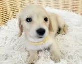 ミニチュアダックスフンド(ロング)【和歌山県・女の子・2025年1月30日・イエロー】の写真4