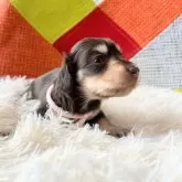 ミニチュアダックスフンド(ロング)【和歌山県・女の子・2025年10月25日・ブラウン&タン】の写真5