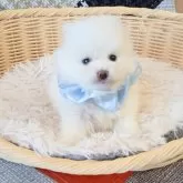 ポメラニアン【和歌山県・男の子・2025年11月8日・ホワイト】の写真3