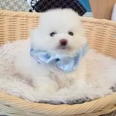 ポメラニアン【和歌山県・男の子・2025年11月8日・ホワイト】の写真4