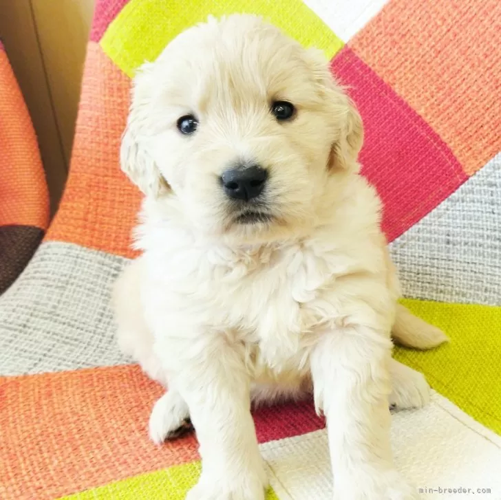 キキララ 様のお迎えした子犬