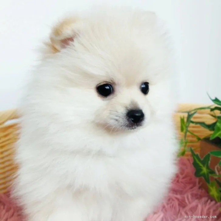 ID：2303-02726の子犬