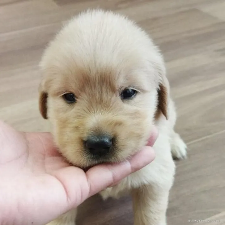 ID：2208-02831の子犬