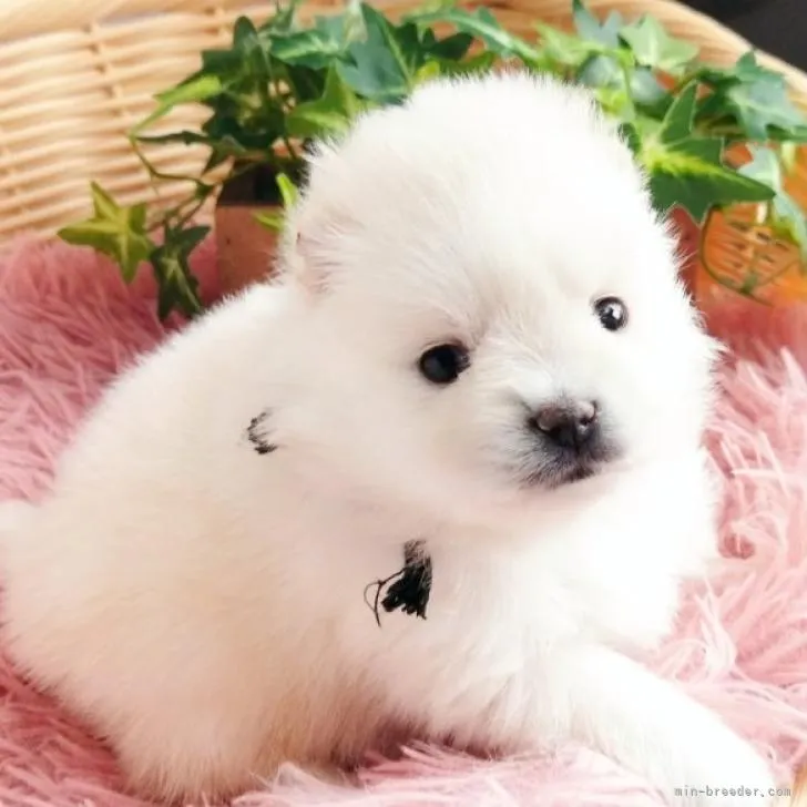 ID：2211-03384の子犬