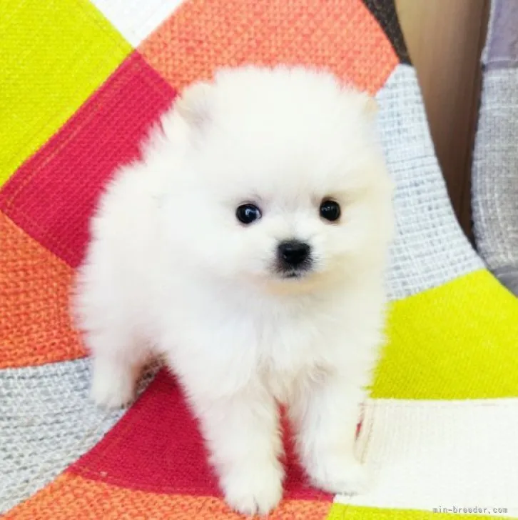 T.Y 様のお迎えした子犬