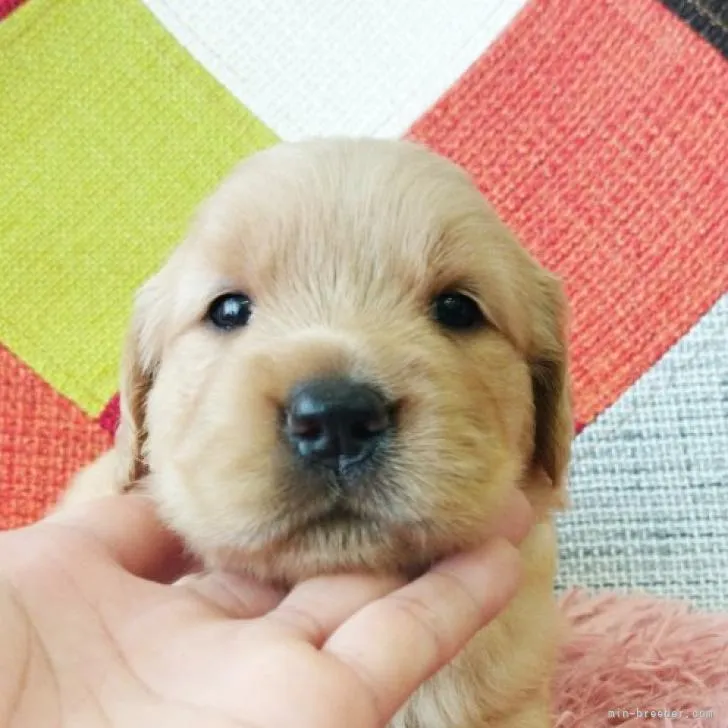 ID：2208-04953の子犬