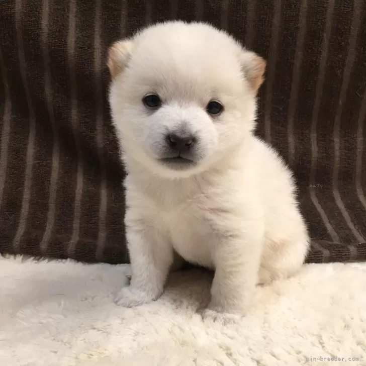 A.E 様のお迎えした子犬