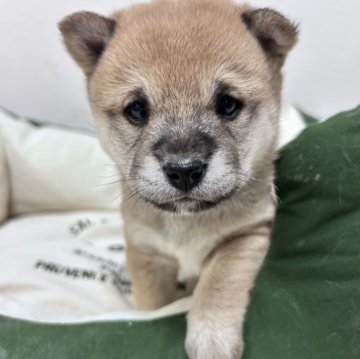 柴犬(豆柴)【栃木県・女の子・2024年12月7日・赤】の写真「たれ目！カレンダー撮影有チャンピオン血統」
