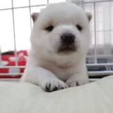 豆柴【栃木県・男の子・2025年8月8日・白】の写真1