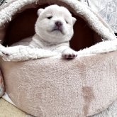 柴犬(豆柴)