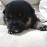 柴犬(豆柴)