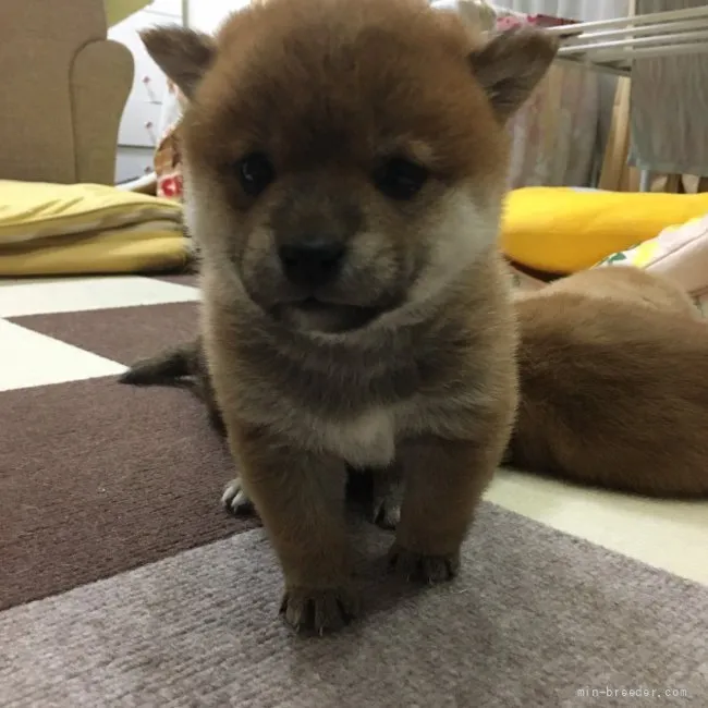 ID：2202-01687の子犬