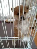 豆柴【栃木県・女の子・2020年7月26日・赤】の写真3