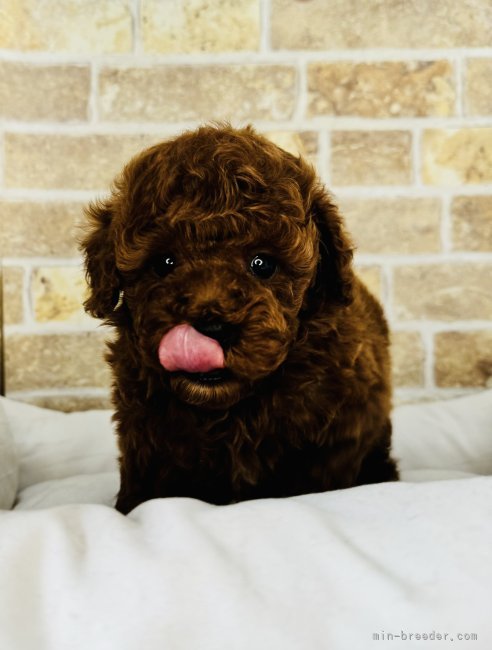 茂木　大誠(もぎ　たいせい)ブリーダー(埼玉県・トイプードルなど・JKC登録)の紹介写真2