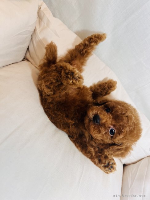 茂木　大誠(もぎ　たいせい)ブリーダー(埼玉県・トイプードルなど・JKC登録)の紹介写真3