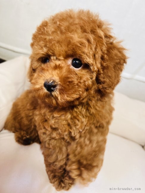 茂木　大誠(もぎ　たいせい)ブリーダー(埼玉県・トイプードルなど・JKC登録)の紹介写真5