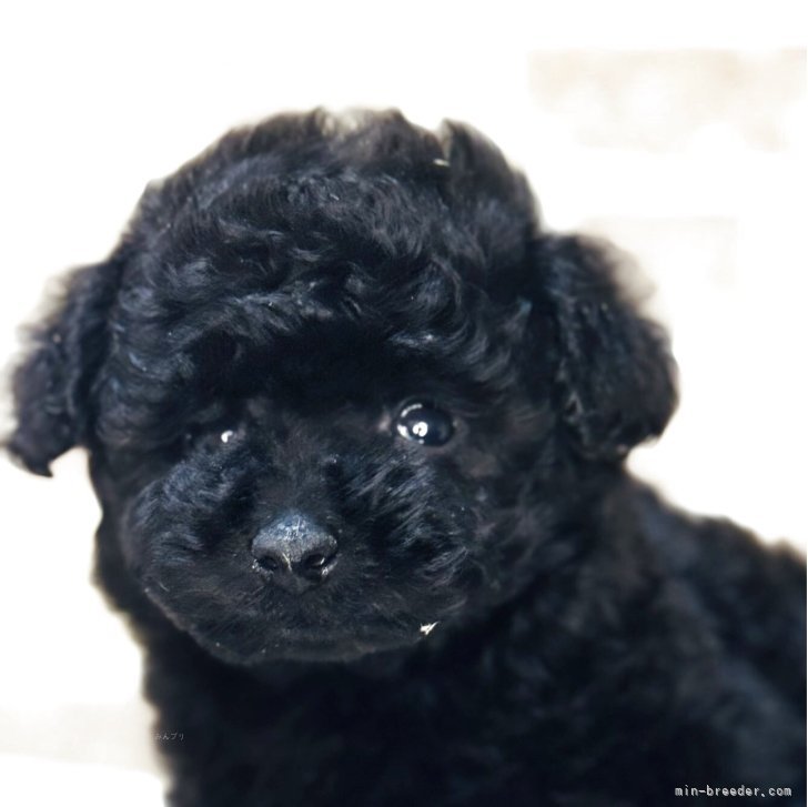 ブリーダー画像