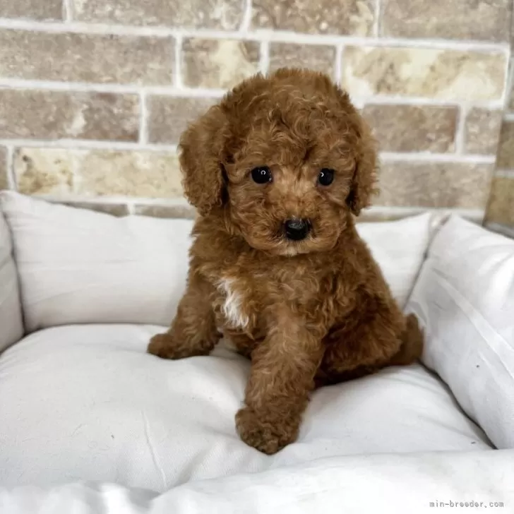 ID:2505-06575の子犬
