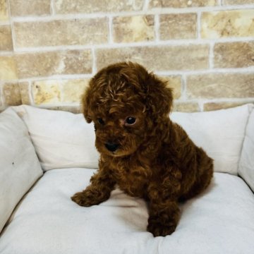 トイプードル(タイニー)【埼玉県・女の子・2025年1月31日・レッド】の写真「4兄弟の女の子です！」