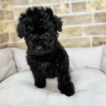 トイプードル(トイ)【埼玉県・男の子・2025年1月24日・ブラック】の写真「4兄弟の男の子です」