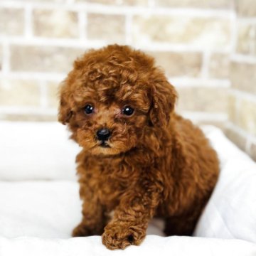 トイプードル(タイニー)【埼玉県・女の子・2025年8月16日・レッド】の写真「元気な女の子です！」